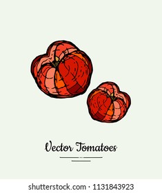 Tomato vegetable vector isolate. Red whole tomatoes. Vegetables hand drawn illustration. Trendy food vegetarian ripe red tomatoes icon logo poster, banner, sketch style. Vector illustration isolated