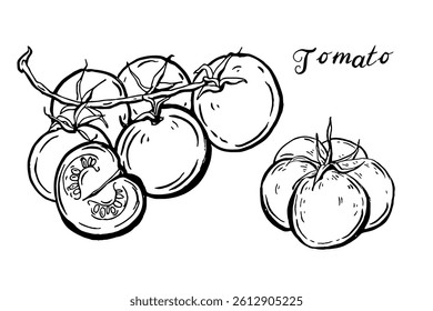 Tomato. Vegetables set. Hand drawn vector isolated sketch.