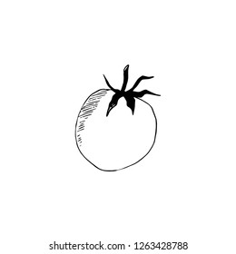 tomato vektor sketch