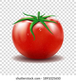 Tomato with water drops. Realistic Vector illustration.