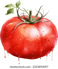 Tomate Aquarell Illustration. Handgezeichnet Unterwasserelement-Design. Künstlerische Vektorgrafik-Design-Element. Illustration für Grußkarten, Druck und andere Design-Projekte.