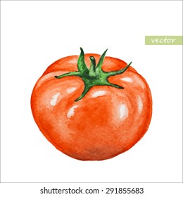 Tomato. Watercolor painting on white background, vector.