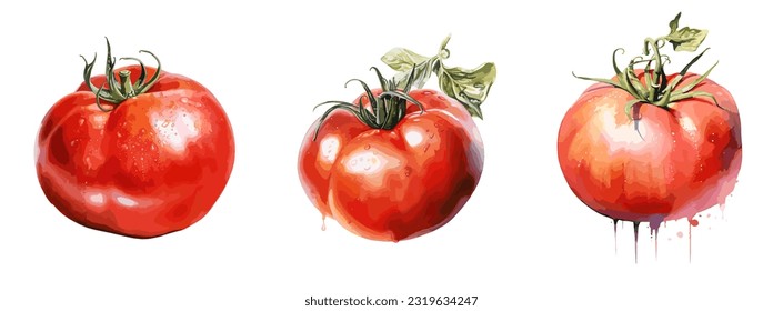 Tomato, watercolor painting style illustration. Vector set.