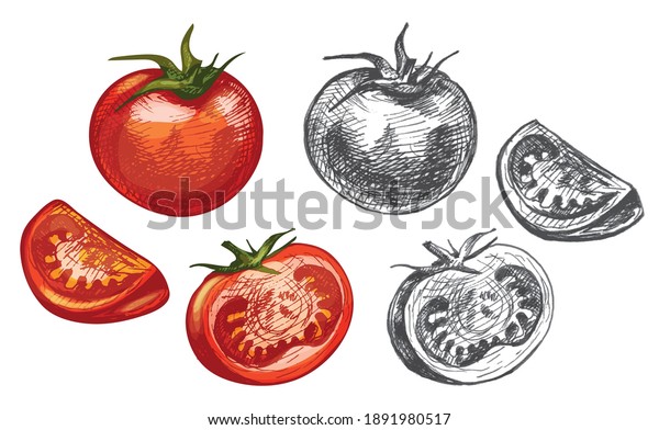 トマト全体 半分 スライス ベクタービンテージハッチングのカラーイラスト 白い背景に のベクター画像素材 ロイヤリティフリー