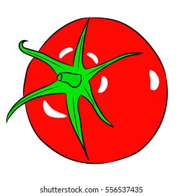 tomato whole on white background of vector illustrations