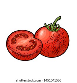 Tomato whole and slice isolated on white background. Vector vintage color engraving illustration. Hand drawn design element for label and poster