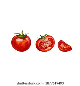 Tomato whole and slice isolated on white background. Vector vintage hatching