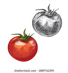 Tomato whole. Vector vintage hatching color illustration. Isolated on white background.