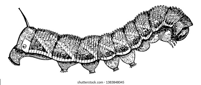 Tomato Worm is a brown and gray hawk moth of the Sphingidae family, vintage line drawing or engraving illustration.