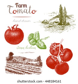 Tomato-1. Set of hand drawn tomatoes, basil, farm, countrysyde. Vector vintage engraved illustration isolated on white background.