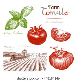 Tomato-2. Set of hand drawn tomatoes, basil, farm, countrysyde. Vector vintage engraved illustration isolated on white background.