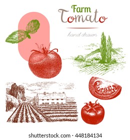 Tomato-4. Set of hand drawn tomatoes, basil, farm, countrysyde. Vector vintage engraved illustration isolated on white background.