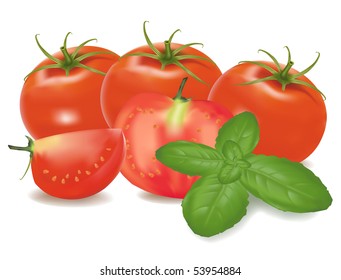 Tomatoes and basil leaf isolated on on white background. Photo-realistic vector illustration.