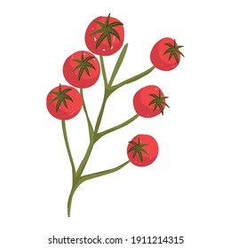 tomatoes in branch fresh vegetable health food icon white background vector illustration