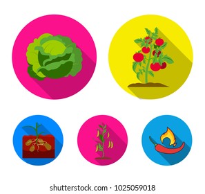 Tomatoes, cabbage and other vegetables.Plant set collection icons in flat style vector symbol stock illustration web.