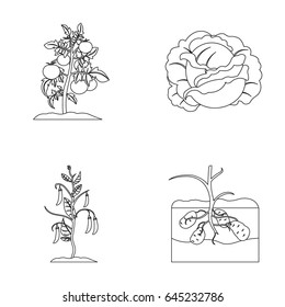 Tomatoes, cabbage and other vegetables.Plant set collection icons in outline style vector symbol stock illustration web.