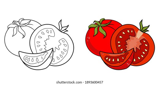 Tomates en color y sin color en contorno, objeto aislado en fondo blanco, ilustración vectorial