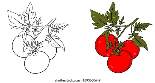 Tomaten in Farbe und ohne Farbe in Umrissen, einzelne Unterkunft auf weißem Hintergrund, Vektorgrafik