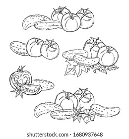Tomates y pepinos. Hortalizas dibujadas a mano sobre fondo blanco.  Ilustración de esbozo del vector.