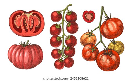 Tomatoes of different sorts vector