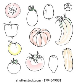 Tomatoes doodle color linear icon. Thin line different varieties of hand drawn tomato illustration. Red and yellow ripe vegetables, healthy food. Vector single elements isolated on white background