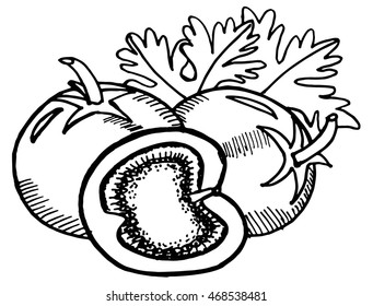 Tomatoes doodle. Hand-drawn illustration converted to vectors
