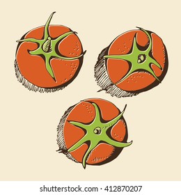 Tomatoes drawing, color vector set with hand drawn tomatoes