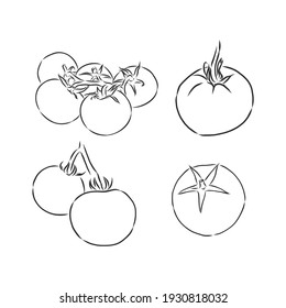 Tomatoes. Engraving vintage vector black illustration. Isolated on white background. Hand drawn design element for label and poster