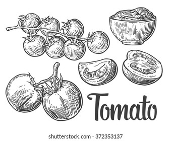Tomatoes. Engraving vintage vector black illustration. Isolated on white background. Hand drawn design element for label and poster