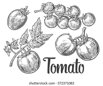  Tomatoes. Engraving vintage vector black illustration. Isolated on white background. Hand drawn design element for label and poster