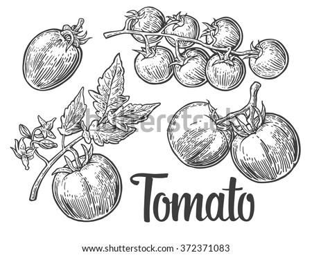  Tomatoes. Engraving vintage vector black illustration. Isolated on white background. Hand drawn design element for label and poster