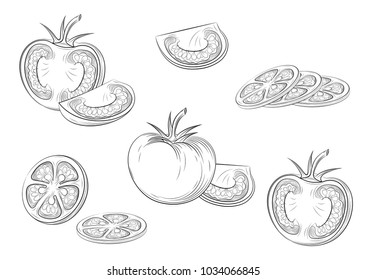 Tomatoes. Engraving vintage vector illustration.Isolated black outline. Vector EPS 10



