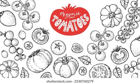 Tomatoes frame. Hand drawn illustration. Tomato vegetable sketch. Organic tomato design template. Vector illustration. Package design elements.
