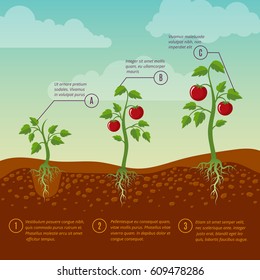 Tomatoes growth and planting stages flat vector diagram. Vegetable growing garden, illustration agriculture cultivation vegetable