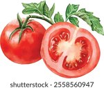 Tomatoes half and cut watercolor vector illustration isolated on white background