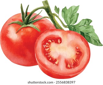 Tomatoes half and cut watercolor vector illustration isolated on white background