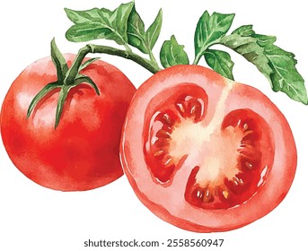 Tomatoes half and cut watercolor vector illustration isolated on white background