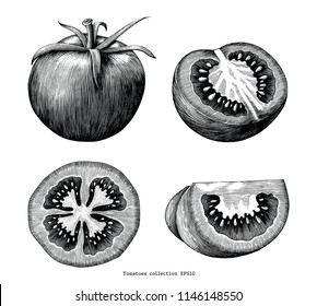 Tomatoes hand draw vintage clip art isolated on white background