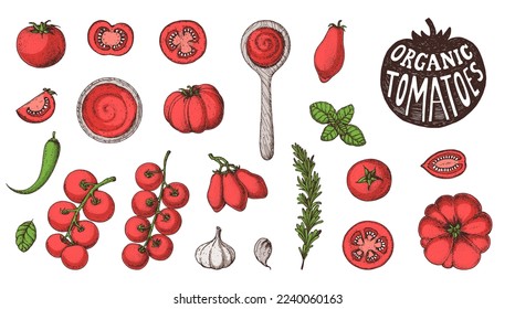 Tomatoes hand drawn illustration. Organic tomato design template. Vector illustration. Healthy food. Ketchup package design elements. Tomato vegetable.