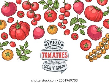 Tomatoes hand drawn illustration. Organic tomato design template. Vector illustration. Healthy food frame. Ketchup package design elements. Tomato vegetable.