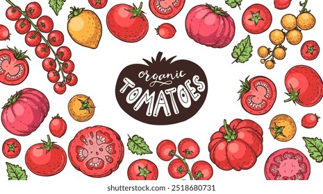 Tomatoes hand drawn illustration. Organic tomato design template. Vector illustration. Healthy food frame. Ketchup package design elements. Tomato vegetable.