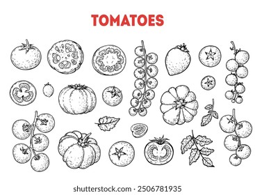 Tomatoes hand drawn illustration. Tomato vegetable sketch. Organic tomato design elements. Vector illustration. Package design elements.