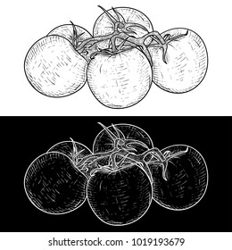 Tomatoes. Hand drawn sketch. Vector illustration