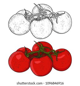 Tomatoes. Hand drawn sketch. Vector illustration isolated on white background
