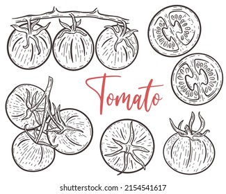 Tomatoes hand engraving set. Tomatoes on branch, whole and parts sketch collection. Vintage image of vegetables vector illustration