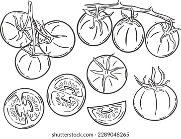 Juego de grabado a mano de tomates. Esbozar tomate soltero, medio, tomates en una rama. Colección de verduras vintage, ilustración vectorial aislada