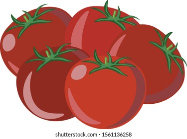 Tomatoes, illustration, vector on white background.