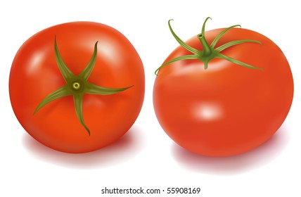 Tomatoes isolated on on white background. Photo-realistic vector illustration.