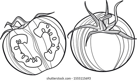 Tomatoes isolated on white line illustration.   Vegetarian or vegan food hand-drawn vector image for menus, restaurants, cafes, grocery stores. Organic fresh vegetable simplistic graphic picture.