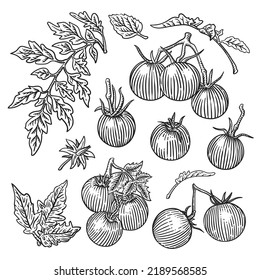 Tomatoes, leaf, bunch of tomatoes engraving collection